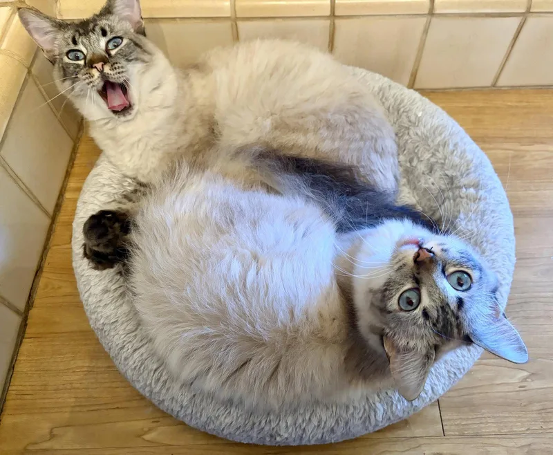 Poppie & Pip thumbnail 3