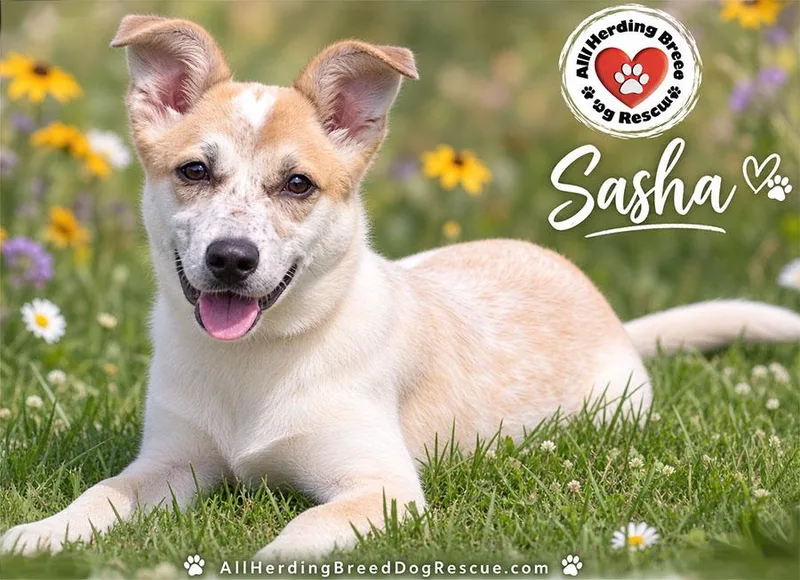 A baby medium-sized female Cattle Dog dog named Sasha for adoption in Joliet, IL
