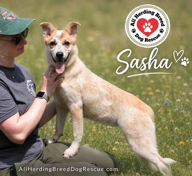 Sasha thumbnail 2