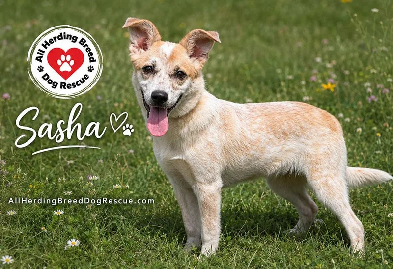 Sasha thumbnail 3