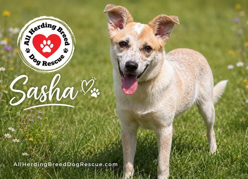 Sasha thumbnail 4