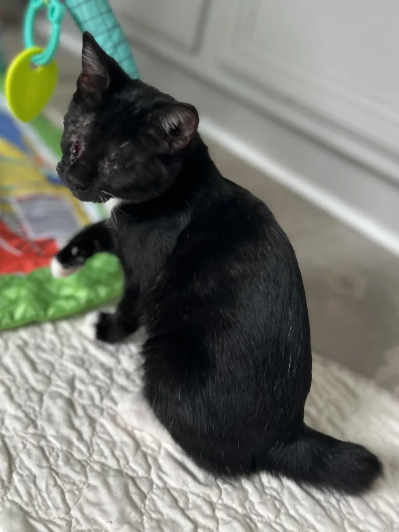 A young medium-sized male Black & White / Tuxedo Domestic Short Hair cat named Matilda for adoption in Murfreesboro, TN