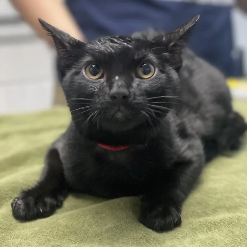 A baby small-sized female Black Domestic Short Hair cat named Cynthia for adoption in Riverside, CA