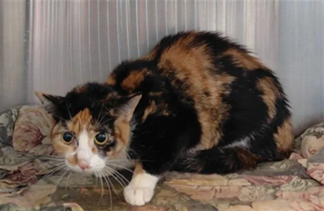 An adult medium-sized female Domestic Short Hair cat named Mom Cat for adoption in Houston, TX