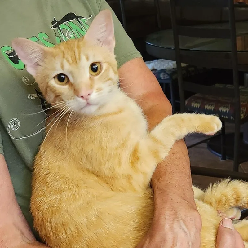 Mac N Cheese thumbnail 2