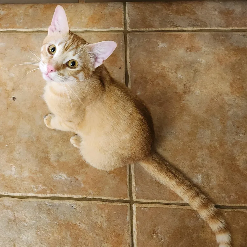 Mac N Cheese thumbnail 3