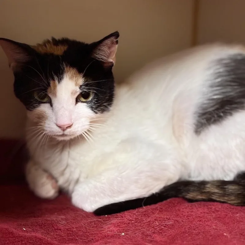 A young small-sized female Calico Domestic Short Hair cat named Oval for adoption in South Elgin, IL