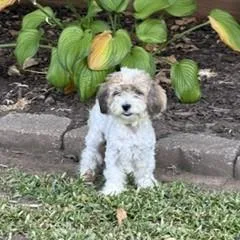 A young small-sized female Gray / Blue / Silver Havanese dog named Lana for adoption in Tulsa, OK
