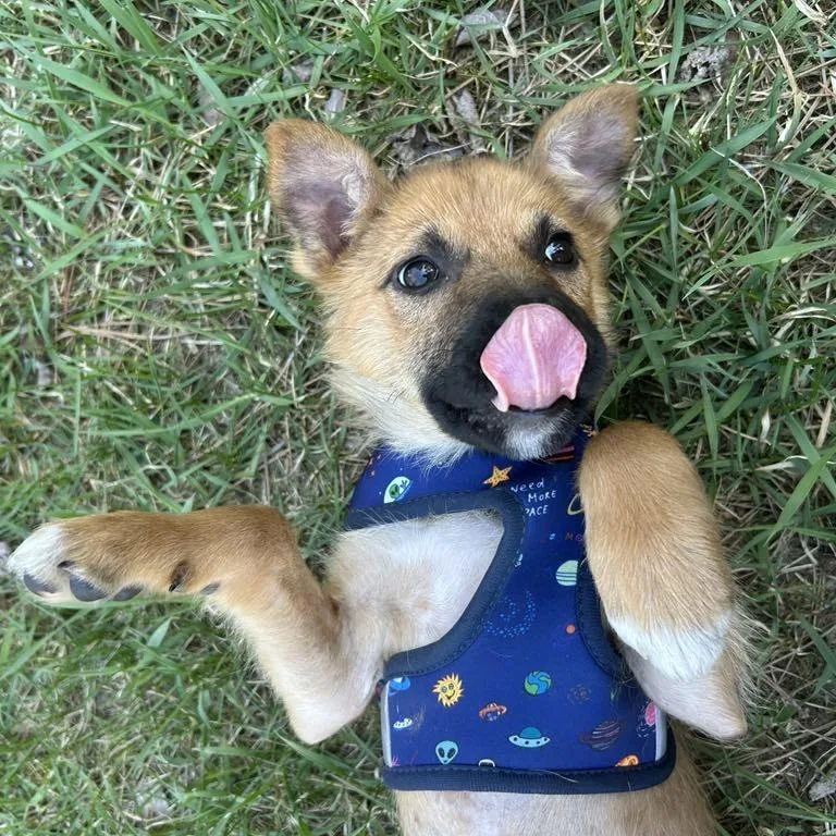 An adult medium-sized female Shepherd dog named Toast for adoption in Brainerd, MN