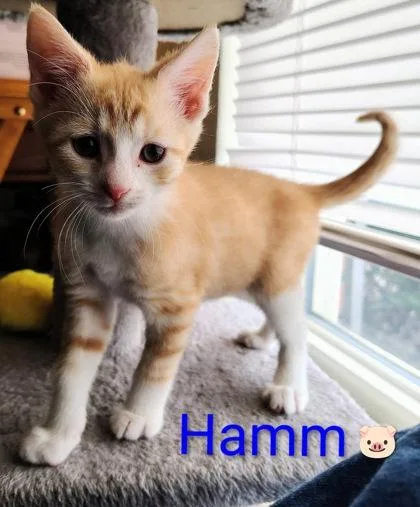 Hamm