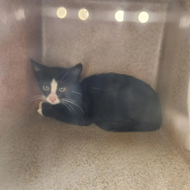 A baby small-sized female Black Domestic Short Hair cat named Caresha for adoption in Birmingham, AL