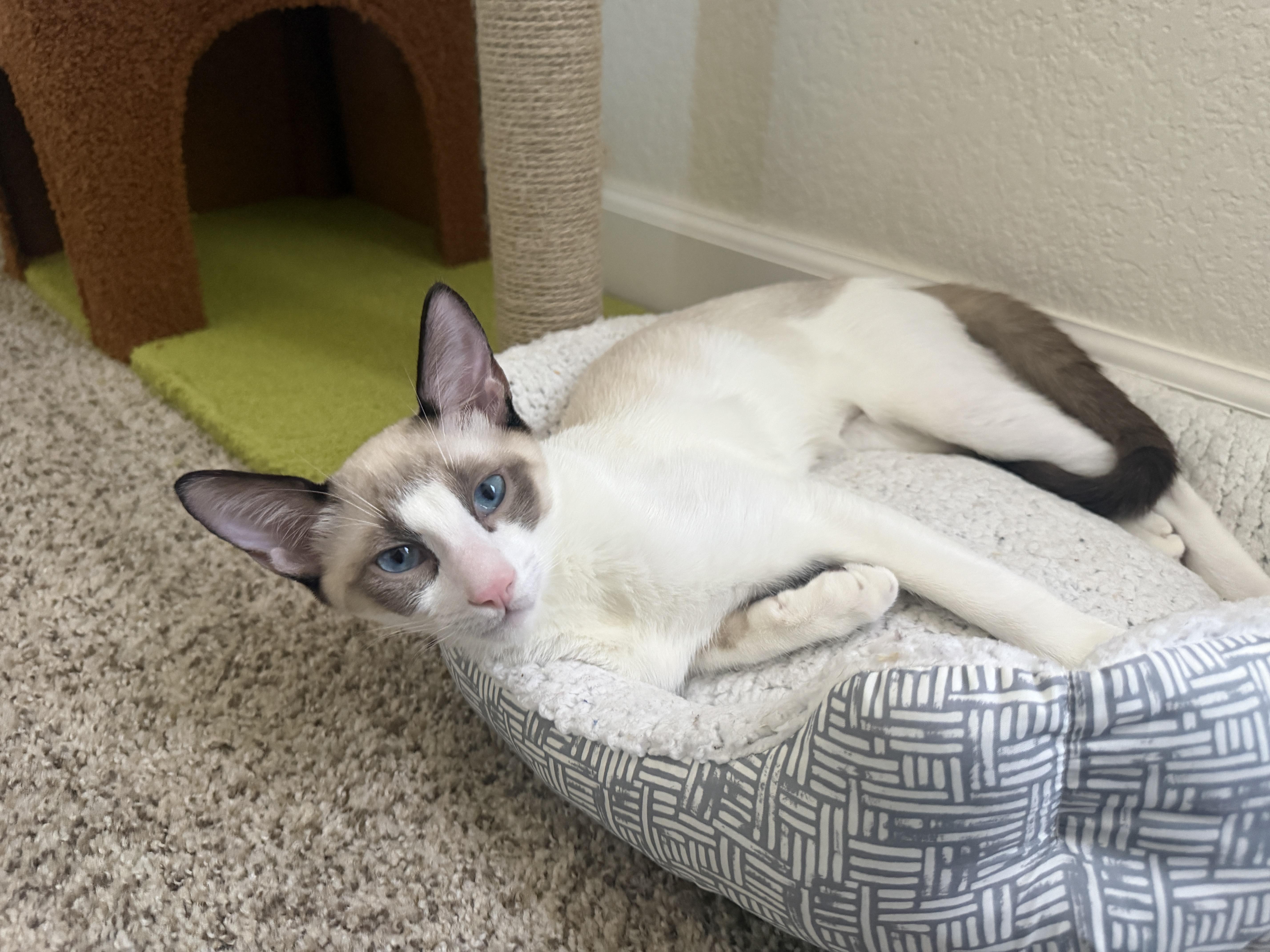 A baby small-sized male Seal Point Domestic Short Hair cat named Pomeranian for adoption in Davis, CA
