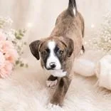 A baby medium-sized female Yellow / Tan / Blond / Fawn Labrador Retriever dog named Apate for adoption in Portsmouth, OH
