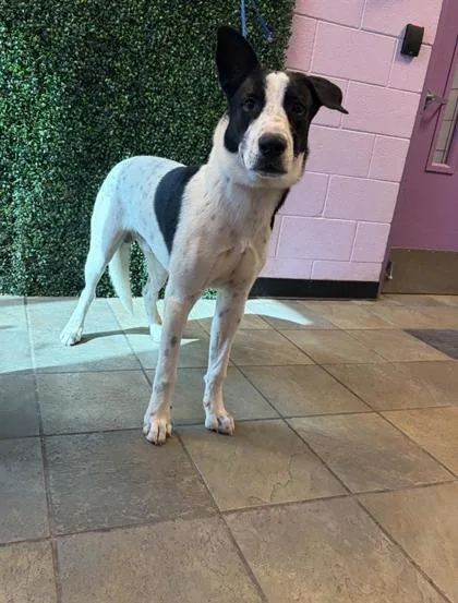 A young large-sized male White / Cream Mixed Breed dog named 61681834 for adoption in El Paso, TX