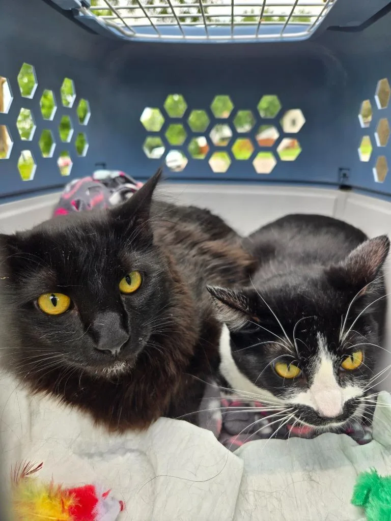 A young medium-sized male Domestic Medium Hair cat named Midnight  Jackfruit for adoption in Minneapolis, MN