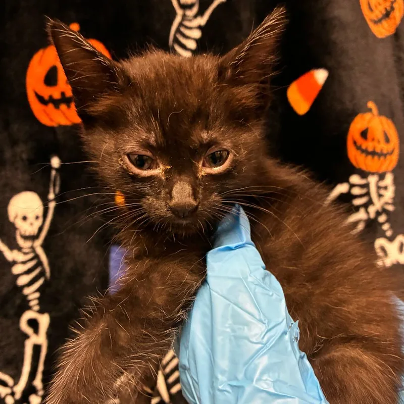 A baby small-sized female Domestic Short Hair cat named Evie for adoption in San Antonio, TX