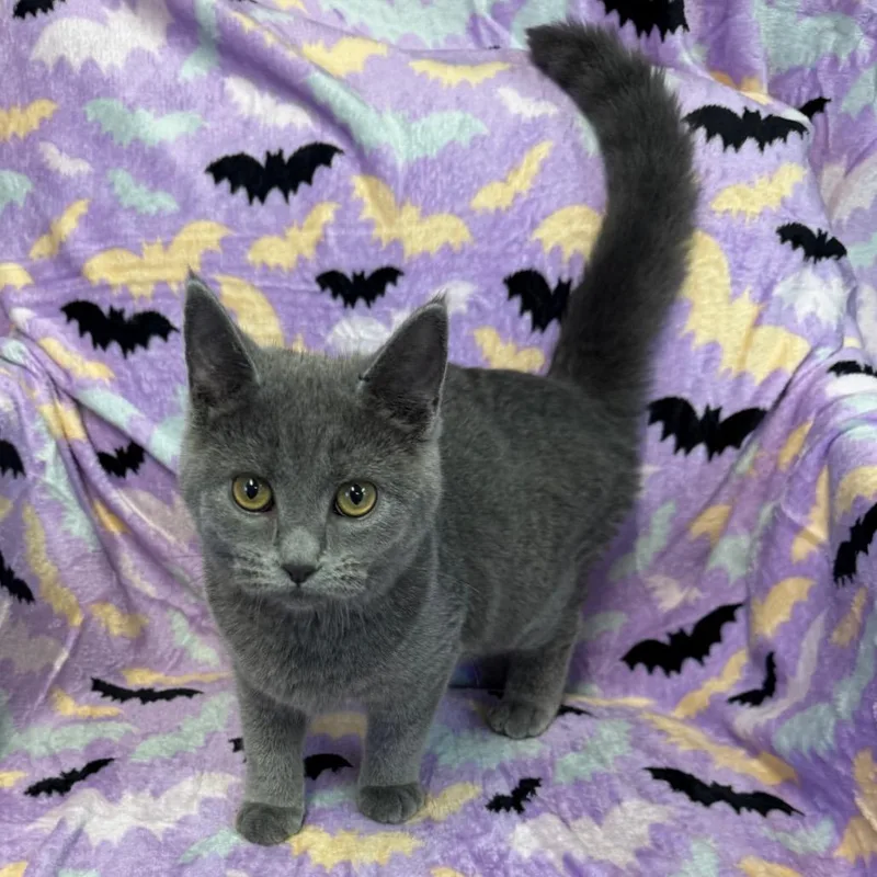 A baby small-sized female Domestic Long Hair cat named Tesla for adoption in Kittanning, PA