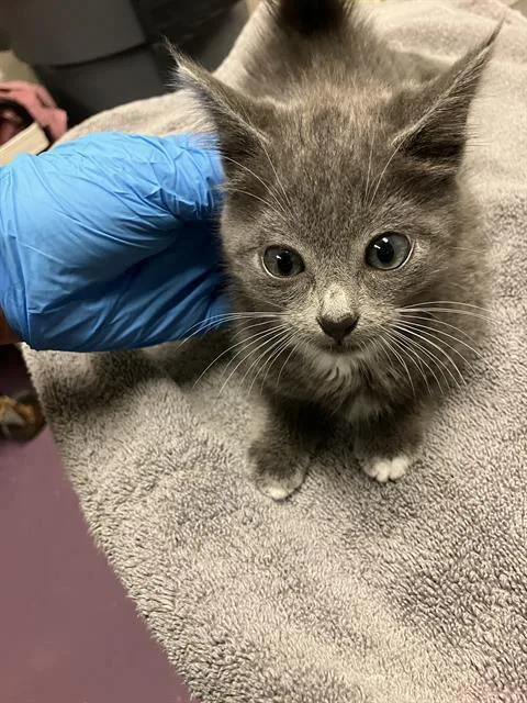 A baby small-sized female Domestic Short Hair cat named Sammy for adoption in Long Beach, CA