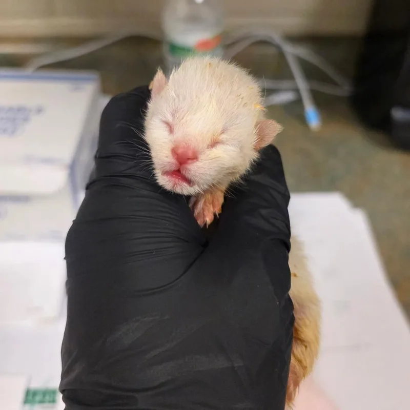 A baby small-sized male White Domestic Short Hair cat named Snowdrop for adoption in South Elgin, IL