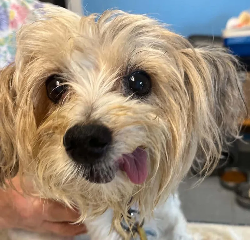 A senior small-sized female Apricot / Beige Yorkshire Terrier dog named Dayzee Mae for adoption in Robinson, IL