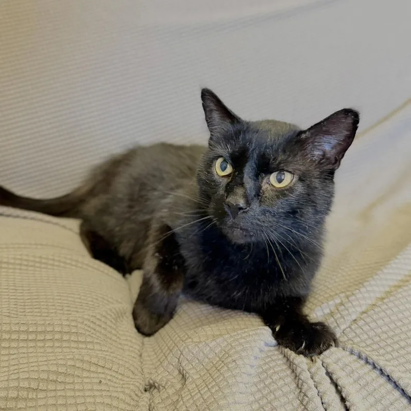 An adult large-sized male Black Domestic Short Hair cat named Ink for adoption in Buffalo, MN