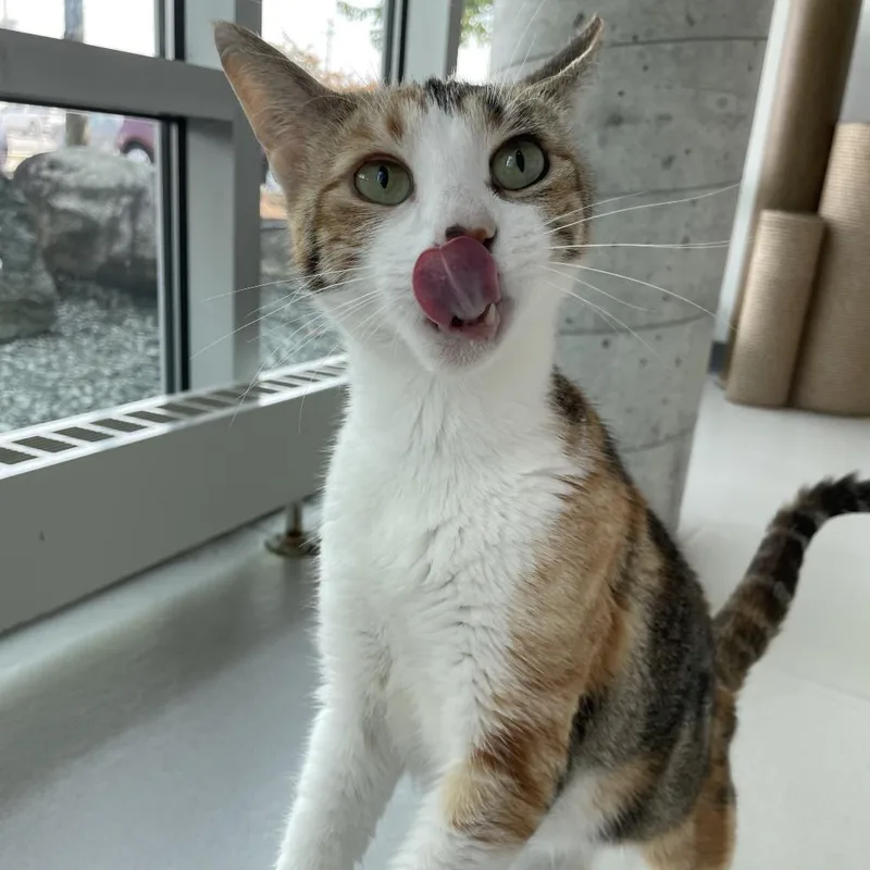 An adult medium-sized female Calico Domestic Short Hair cat named Apple for adoption in Warwick, RI
