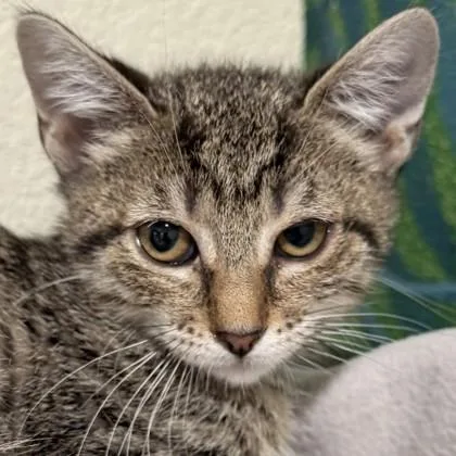 A baby medium-sized female Domestic Short Hair cat named Guppy for adoption in Pleasanton, CA