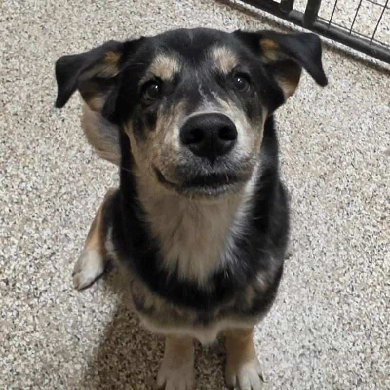 A young medium-sized male Cattle Dog dog named Mowgli for adoption in Tipton, IN