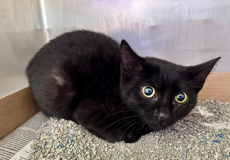 A baby medium-sized female Domestic Short Hair cat named Sunny Daze for adoption in Cincinnati, OH