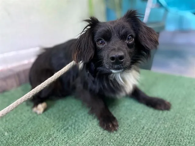 A young medium-sized male Chihuahua dog named Austin for adoption in Baldwin Park, CA