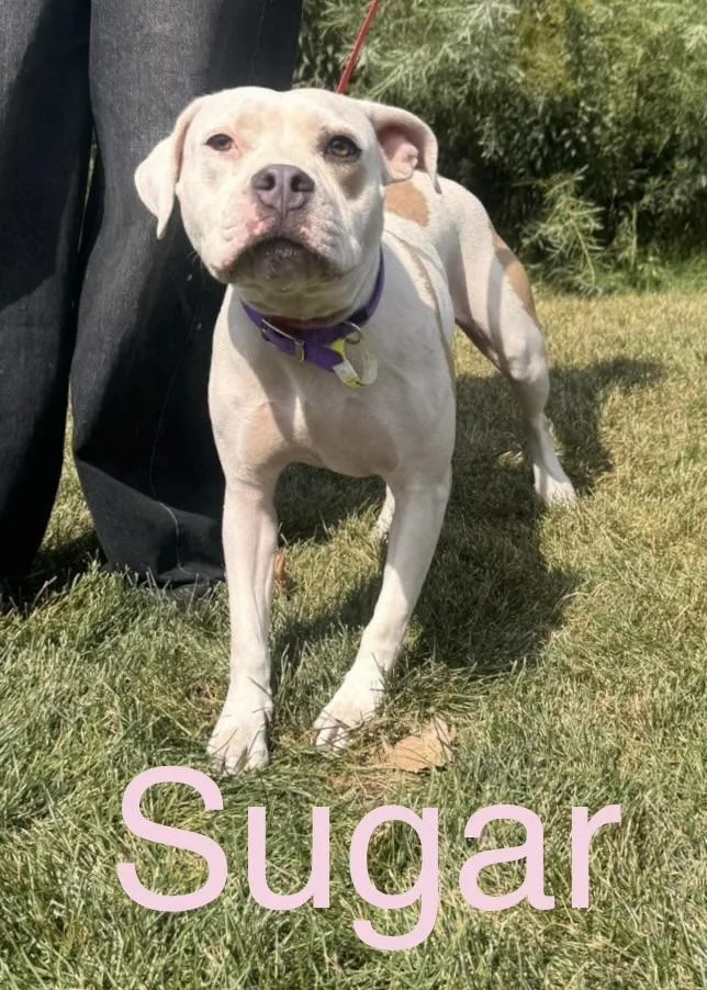 Sugar
