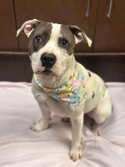 A young large-sized female Pit Bull Terrier dog named Babe for adoption in Irving, TX