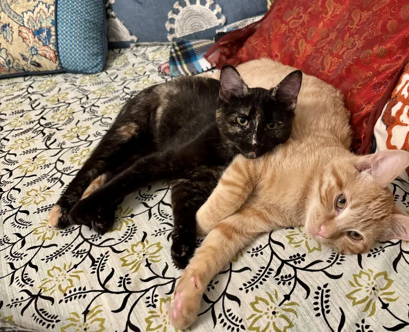 Atlas & Stella Special thumbnail 2