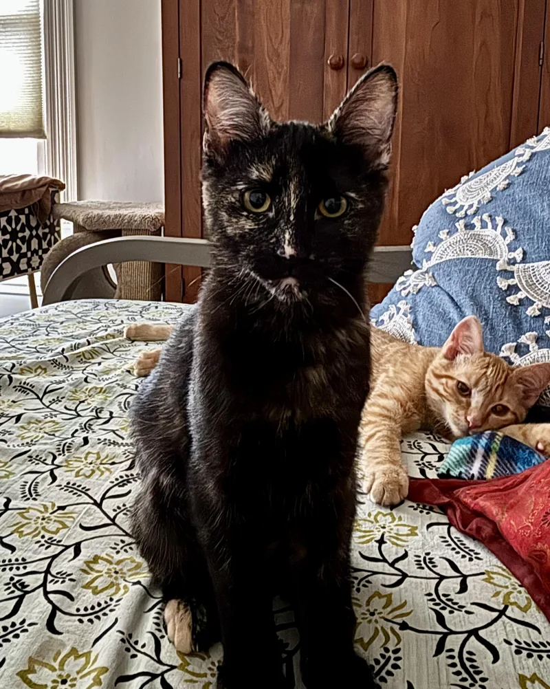 Atlas & Stella Special