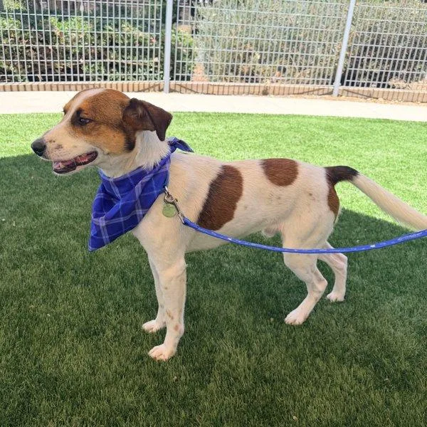 A young medium-sized male Jack Russell Terrier dog named Eric for adoption in Walnut Creek, CA