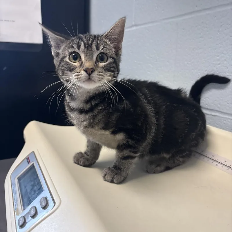 A baby small-sized female Black Domestic Short Hair cat named Catalina Wine Mixer for adoption in Carencro, LA