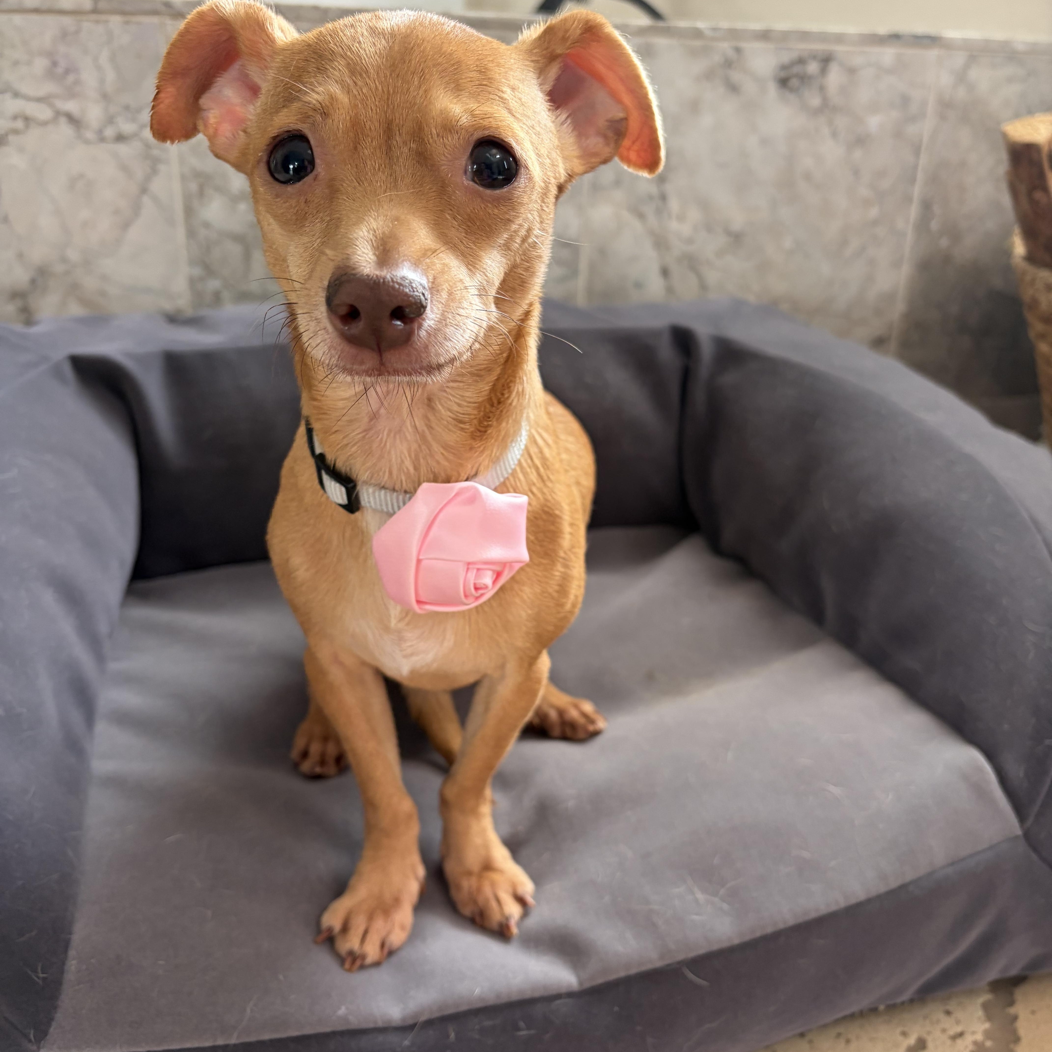 A young small-sized female Yellow / Tan / Blond / Fawn Chihuahua dog named Penny Claire for adoption in Poway, CA