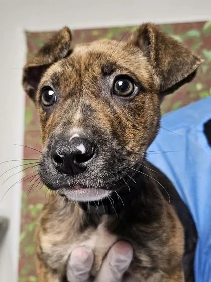 A young small-sized female Terrier dog named Souffle for adoption in San Antonio, TX
