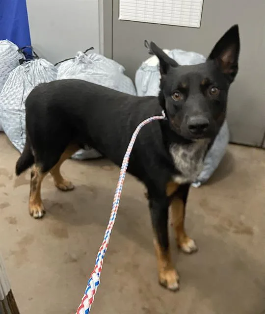 A young medium-sized male Mixed Breed dog named Captain for adoption in Dallas, TX