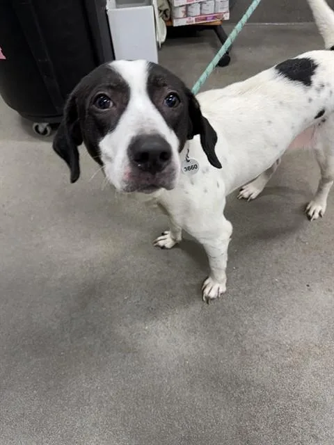 A young medium-sized female German Shorthaired Pointer dog named Jess for adoption in Upper Marlboro, MD