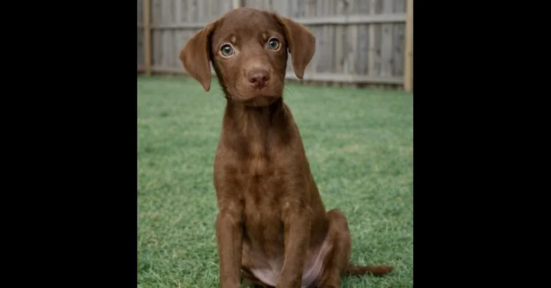 A baby medium-sized female Labrador Retriever dog named Petunia for adoption in Crown Point, IN