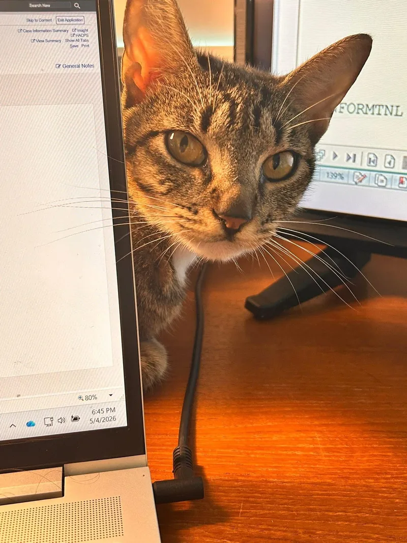 A baby medium-sized female Domestic Short Hair cat named Trudy for adoption in Tampa, FL
