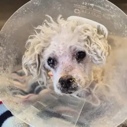 Streusel thumbnail 2