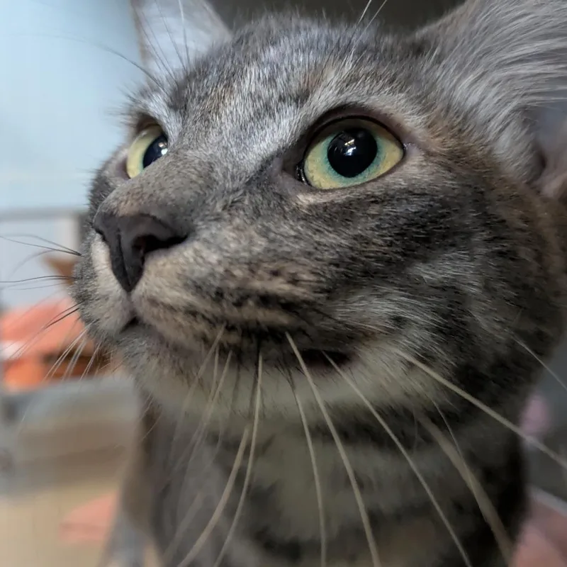 A baby medium-sized female Domestic Short Hair cat named Trick Purr Treat for adoption in Chicago, IL