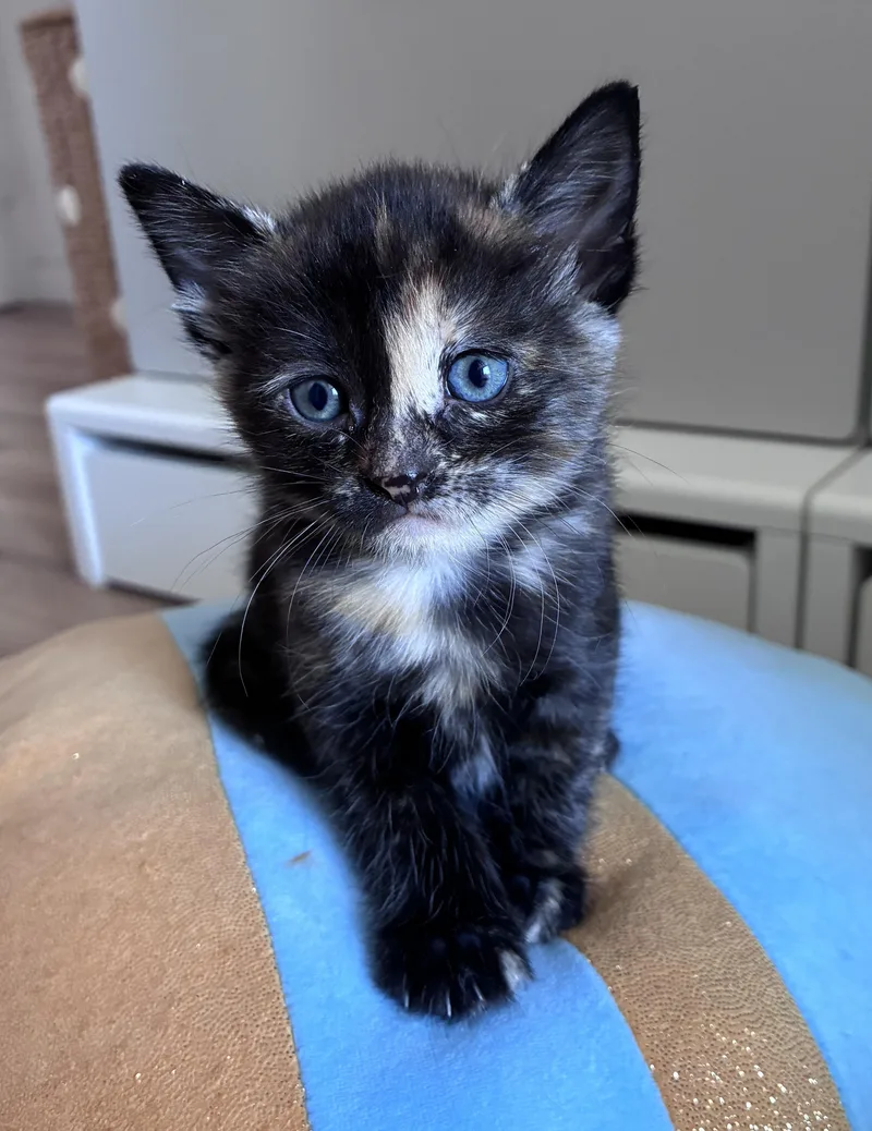 A baby small-sized female Tortoiseshell Domestic Short Hair cat named Chicken for adoption in New York, NY