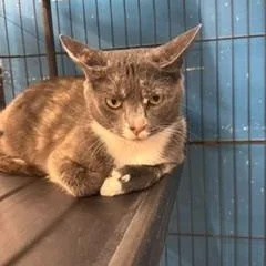 An adult medium-sized female Dilute Tortoiseshell Domestic Short Hair cat named Bittyboo for adoption in Louisville, KY