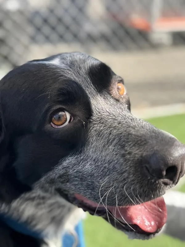 Archie