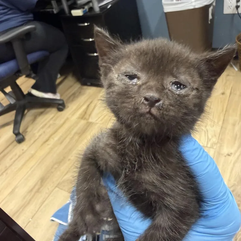 A young small-sized female Black Domestic Short Hair cat named Papaya for adoption in Newark, NJ