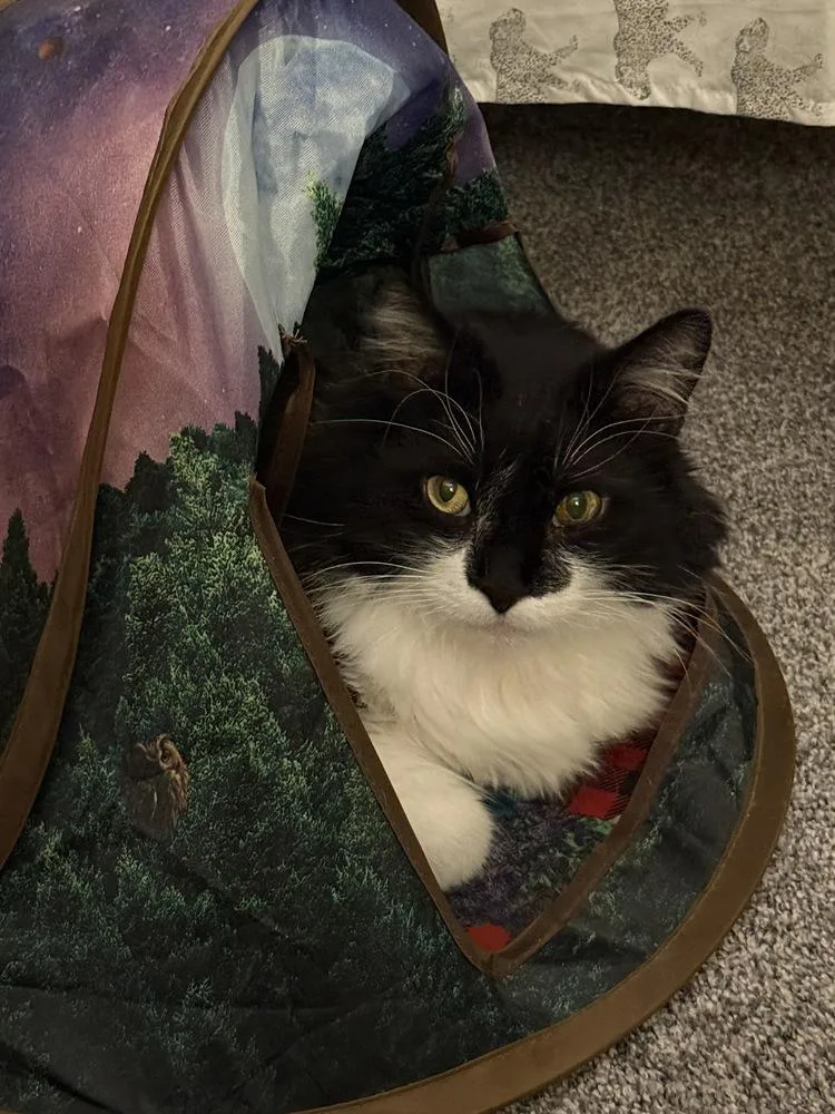 An adult large-sized male Domestic Long Hair cat named Kipper for adoption in Wheaton, IL