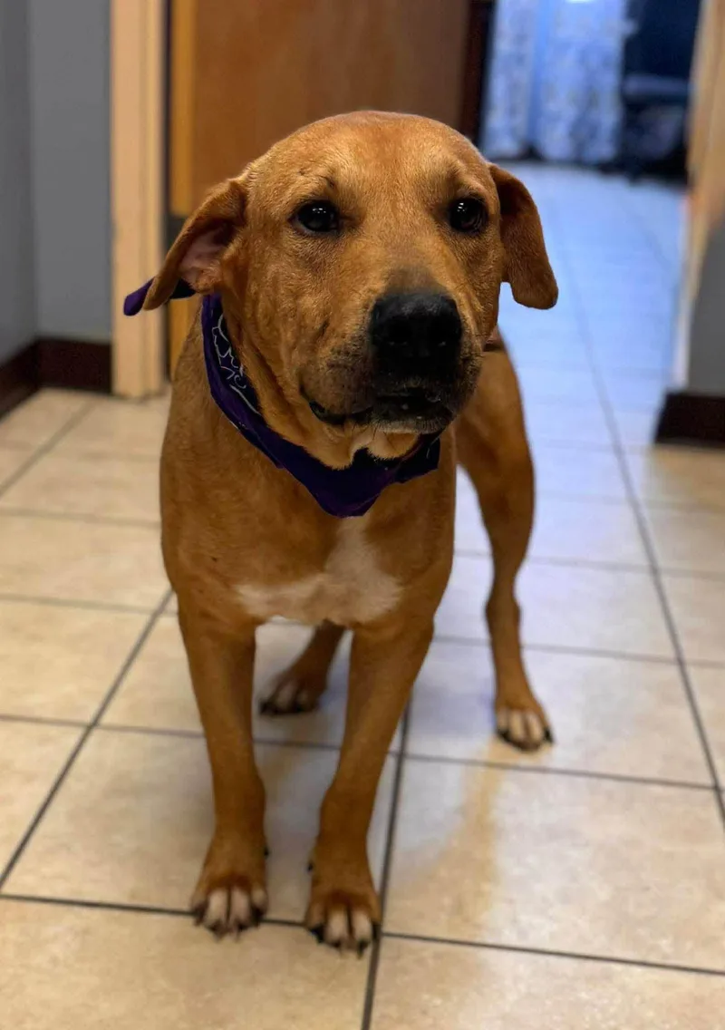 An adult medium-sized male Golden Mixed Breed dog named Carson for adoption in Chesterfield, SC